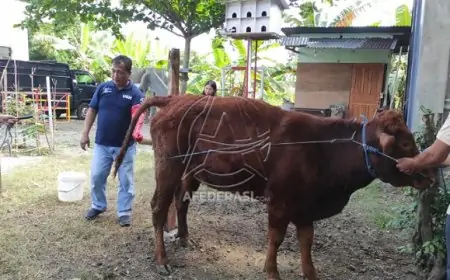 Kolaborasi UGM dan Disnakeswan Tulungagung: Cetak Peternak Milenial Berbasis Smart Village