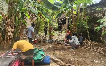 Gerebek Arena Sabung Ayam di Situbondo, Tiga Penjudi Diciduk Polisi Bersama Barang Bukti Puluhan Juta