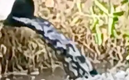 Bau Busuk Hitam Pekat Menyengat dari Pembuangan Limbah Tambak Udang Modern, Merusak Biota Laut Dikeluhkan Warga