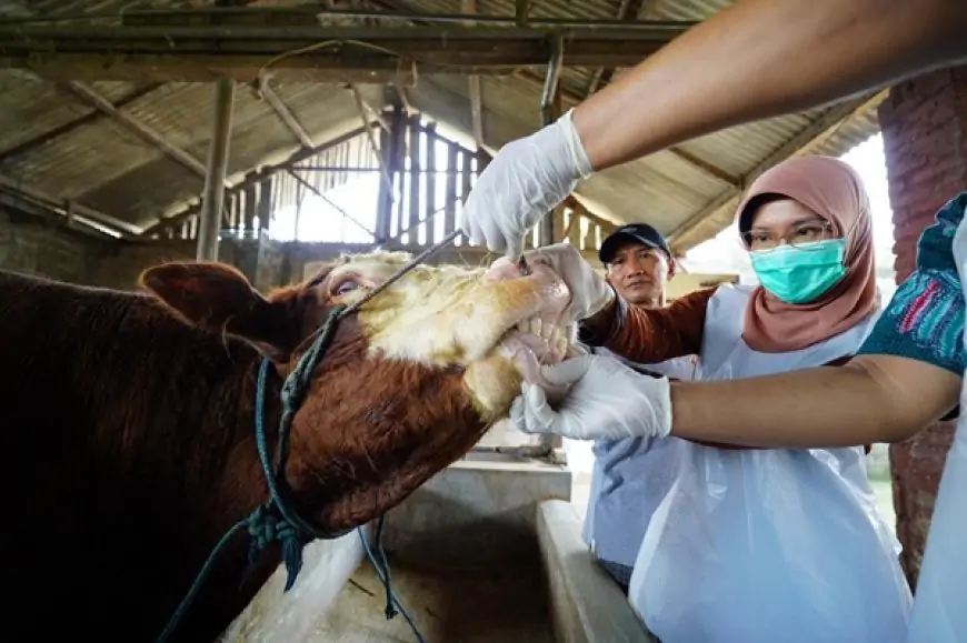 Pastikan Kelayakan Hewan Kurban, Mas Dhito Terjunkan Tim DKPP Ke Kandang Peternak 