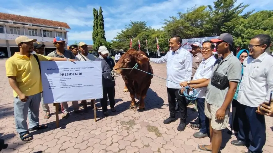 Presiden Prabowo Serahkan Sapi Kurban Raksasa untuk Situbondo, Siap Disalurkan ke Wilayah Terpencil