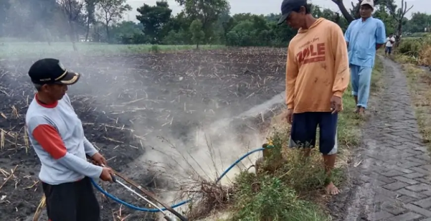 Petani di Jombang Jadi Pemburu Massal Tikus