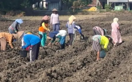 Disperta Jombang Catat Luasan Tanam Tembakau  Meningkat