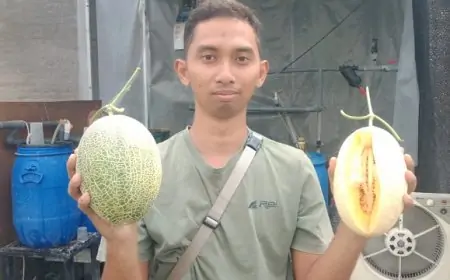 Manis Cuan Budidaya Melon Premium di Jombang Kebanjiran Pesanan