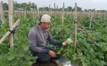 Cuaca Ekstrem Ancam Petani Melon di Jombang: Gagal Panen Melanda