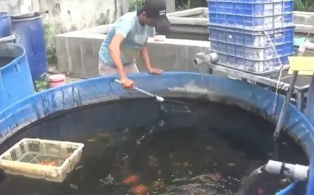 Budidaya Ikan Tamasaba dan Koi Datang Cuan Banyak