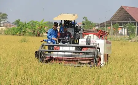Panen Raya di Balik Jeruji: SAE Lapas Lamongan Buktikan Pembinaan Berdaya Guna