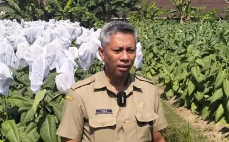 Menapak Lahan Tembakau, DKPP Kabupaten Blitar Bangun Harapan Lewat Infrastruktur