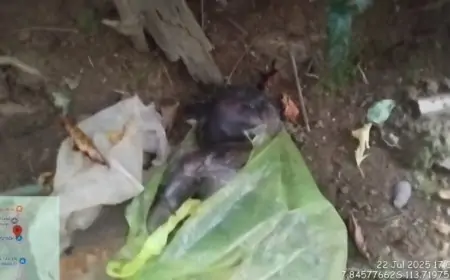 Mayat Bayi Membusuk Terbungkus Kresek Gegerkan Warga Sumbermalang