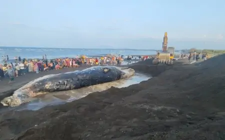 Setelah Tiga Hari Terdampar, Bangkai Paus Raksasa di Situbondo Akhirnya Dikubur