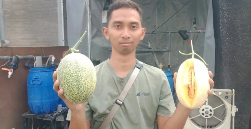 Manis Cuan Budidaya Melon Premium di Jombang Kebanjiran Pesanan