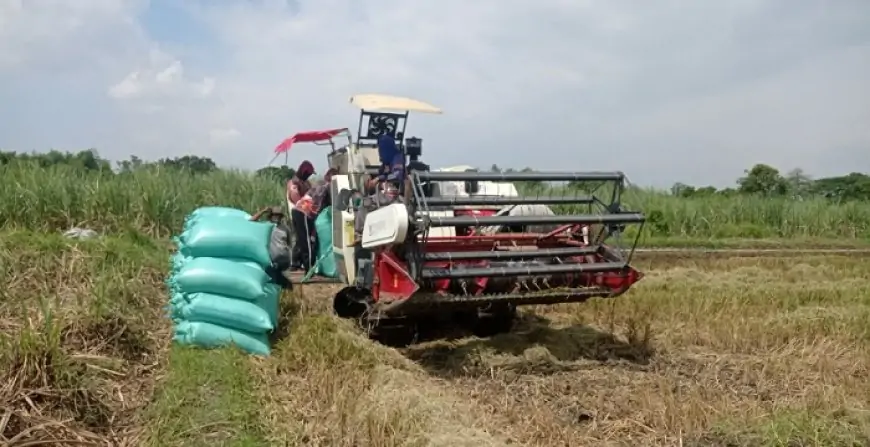 Petani Jombang Bergembira, Harga Gabah Melonjak Tinggi
