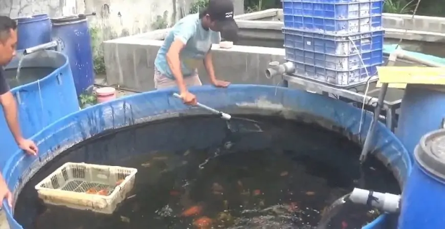 Budidaya Ikan Tamasaba dan Koi Datang Cuan Banyak