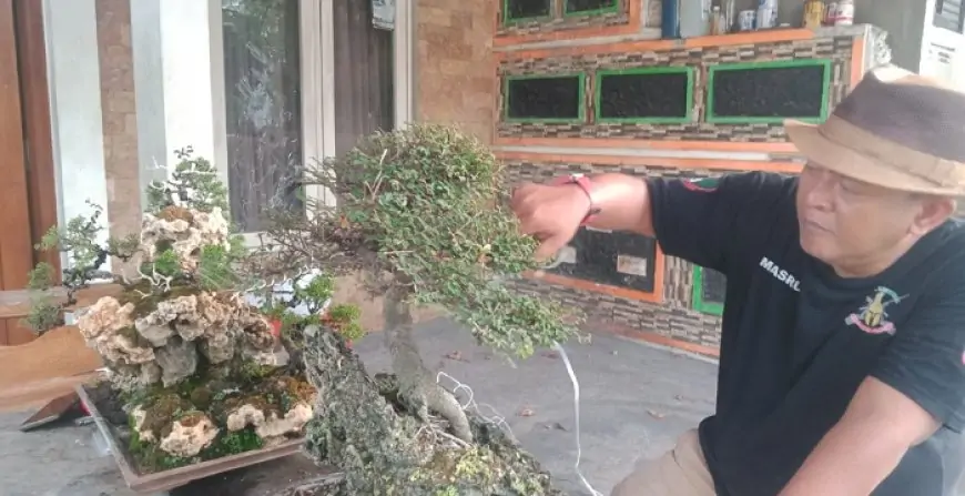 Melihat Keindahan Bonsai: Karya Seni Hidup di Tangan Mohamad Masrur