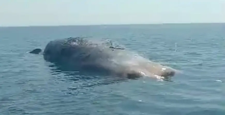 Warga Seletreng Geger, Bangkai Paus Sepanjang 20 Meter Terdampar di Pantai Situbondo