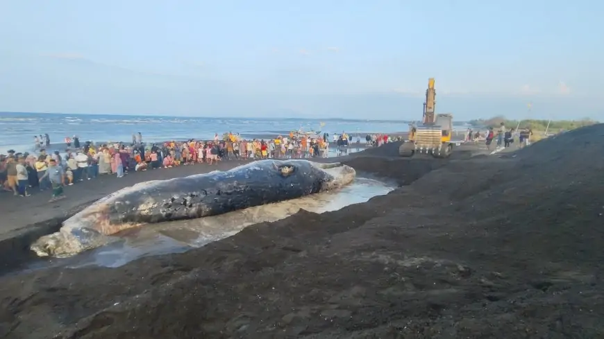 Setelah Tiga Hari Terdampar, Bangkai Paus Raksasa di Situbondo Akhirnya Dikubur