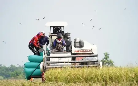 Rasakan Kenaikan Harga Gabah Berkat Terobosan Mas Dhito
