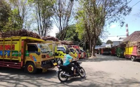 Meski Rendemen Turun, PG Mojopanggoong Hasilkan 148 Ribu Kuintal Gula di Tengah Kemarau Basah