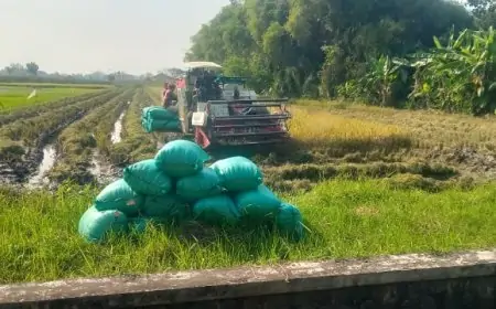Petani Padi di Jombang Sumringah, Harga Gabah Masih Tinggi 