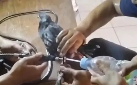 Damkarla Gresik Lepas Cincin di Kaki Merpati Jawara