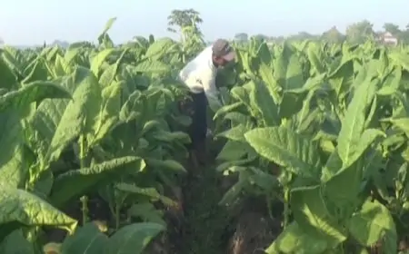 Cuaca Masih Ekstrem, Harga Tembakau Stabil