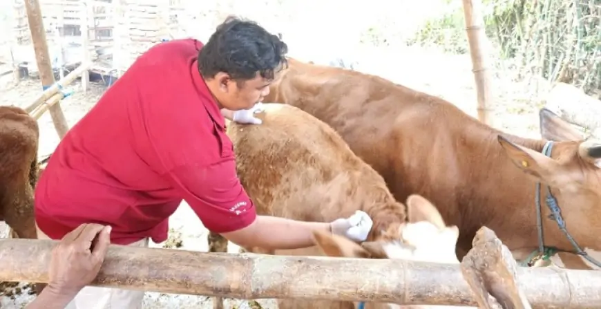 Genjot Vaksinasi PMK, Dinas Peternakan Jombang  Siapkan 5.000 Dosis