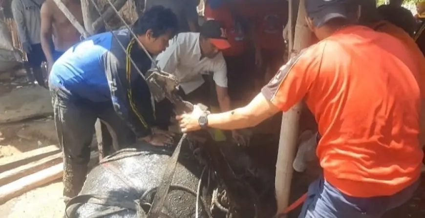 Sapi di Situbondo Terperosok ke Septic Tank 10 Meter, Evakuasi Dramatis 7 Jam