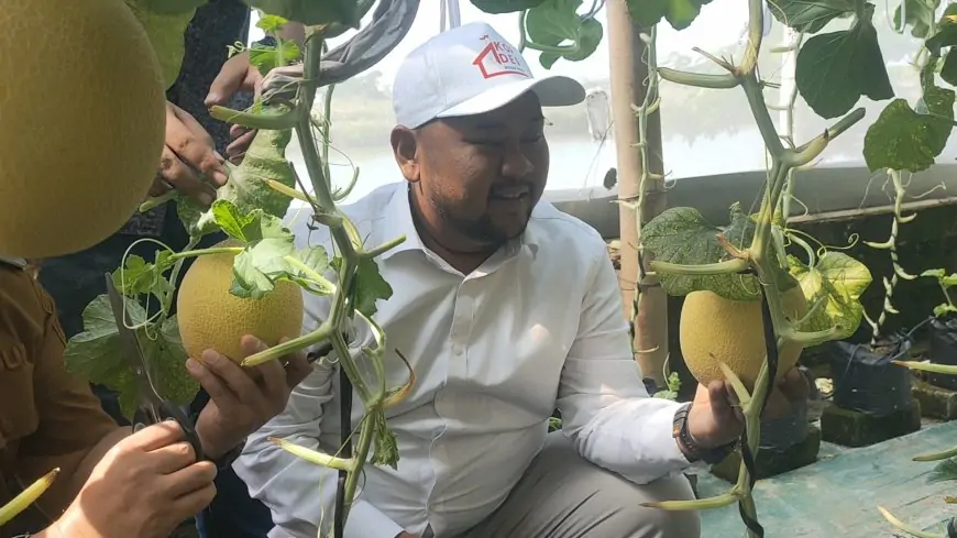 Budidaya Melon Greenhouse Terbesar Kedua di Jatim, Bupati Gresik Siap Kembangkan di Program KDMP Indonesia