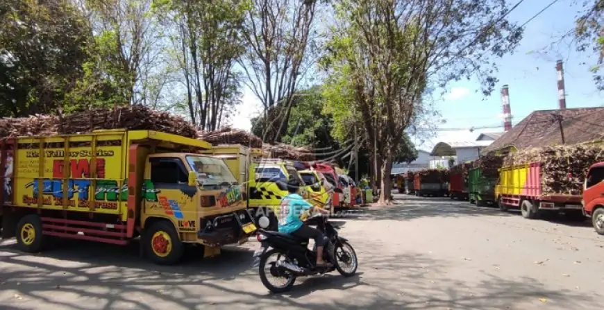 Meski Rendemen Turun, PG Mojopanggoong Hasilkan 148 Ribu Kuintal Gula di Tengah Kemarau Basah