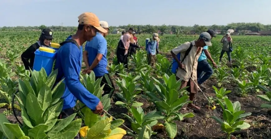 Pencegahan Penyakit Tembakau, Dinas Pertanian Jombang Gelar Pengendalian OPT