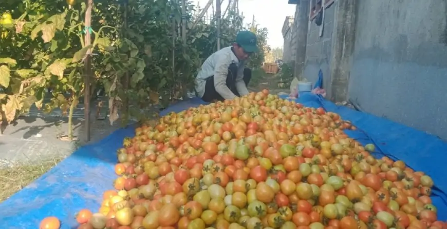 Harga Tomat di Jombang Anjlok, Petani Hanya Raup Untung Tipis saat Panen