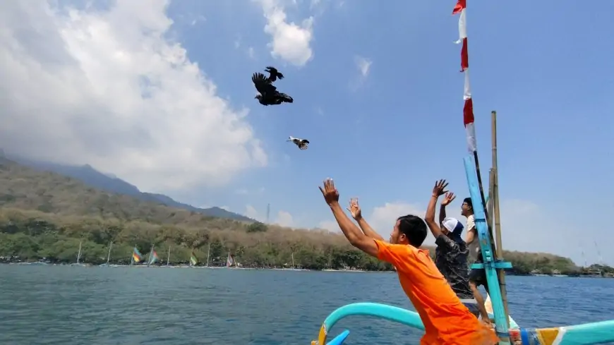 Tradisi Ayam Sap-Sap di Pasir Putih Situbondo, Atraksi Unik yang Jadi Magnet Wisatawan