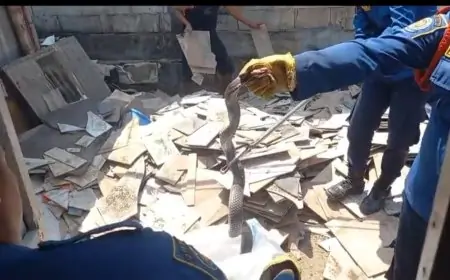 Mengancam Warga Tiga Ular Cobra Masuk Permukiman Dievakuasi Tim Damkarla