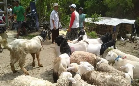 Hidupkan Ekonomi Warga, Pemdes Klangonan Ternak Kambing KomunalL