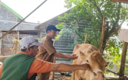 Disnak Jombang Gencarkan Vaksinasi PMK