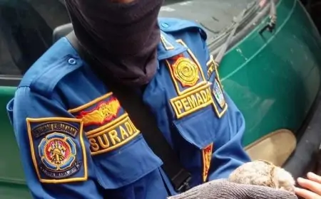 Kaki Burung Hantu Tersangkut Benang Layangan, Selamat Berkat Damkarla Gresik