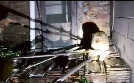 Monyet Nyasar Hebohkan Polsek Kedamean, Damkar Gresik Turun Tangan