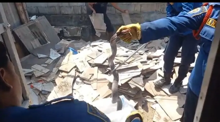 Mengancam Warga Tiga Ular Cobra Masuk Permukiman Dievakuasi Tim Damkarla