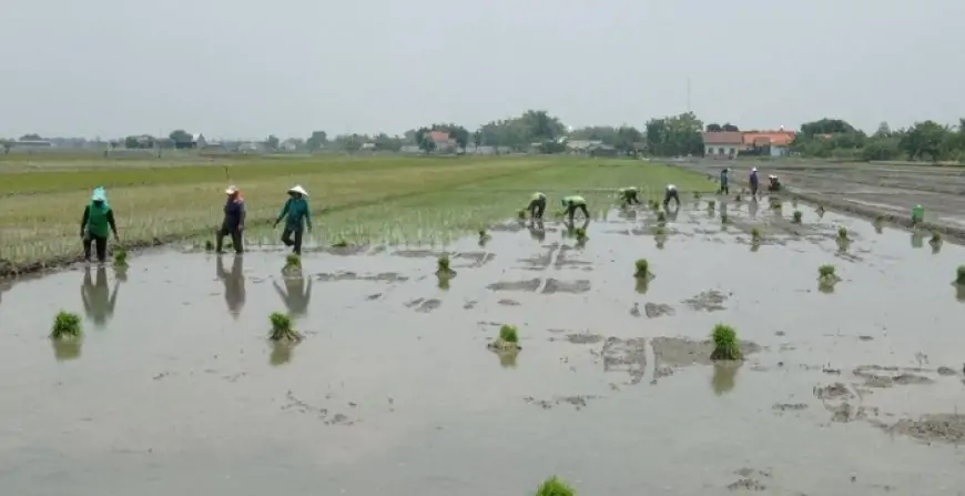 Cuaca Mendukung, Petani Jombang Semangat Tanam Padi Hingga Tiga Kali