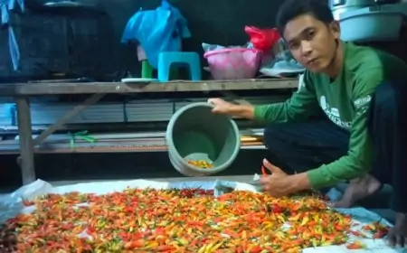 Cuaca Ekstrem Harga Cabai Tetap Stabil