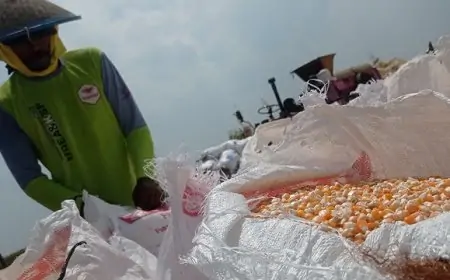 Oktober Puncak Panen Raya Jagung, Harga Merangkak Naik