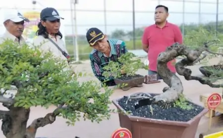 Ratusan Bonsai Meriahkan Sambung Rasa Bonsai Grumbul
