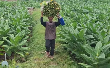 Panen Pahit Tembakau Jombang:,Harga Anjlok 30% Dihantui Cuaca Mendung