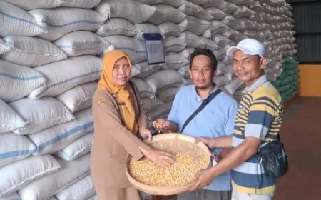 Pemerintah Salurkan 116,5 Ton Jagung Subsidi