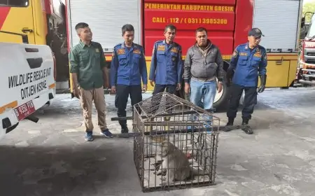 Meresahkan, Empat Ekor Monyet Peliharaan Dievakuasi Tim Damkarla