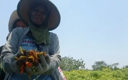 Harga Cabai Rawit Anjlok, Hasil Panen Menyusut
