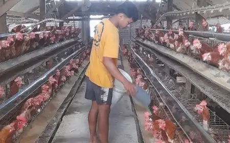 Dampak Cuaca Produksi Telur Ayam  Menurun 10 Persen