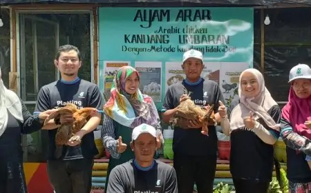Pemdes Randuboto Berbagi Ratusan Ekor Ayam Petelur Gratis