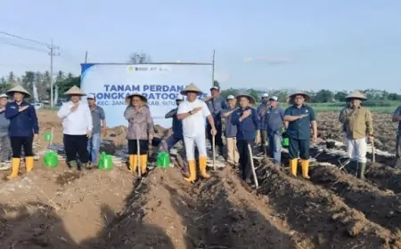 Tanam Perdana Program Bongkar Ratoon di Situbondo, Tonggak Baru Kebangkitan Gula Nasional