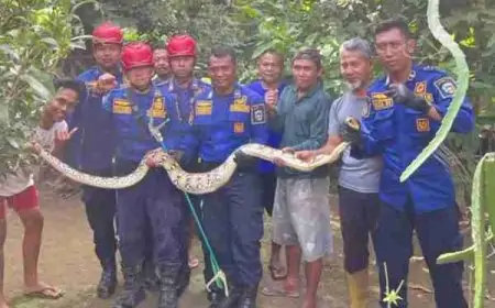 Damkar Pacitan Kebanjiran Laporan Ular Masuk Pemukiman Warga, Kebakaran Justru Sepi